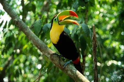 Manuel Antonio