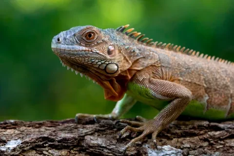 Guanacaste / Tamarindo