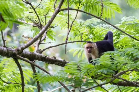 Drake Bay / Corcovado